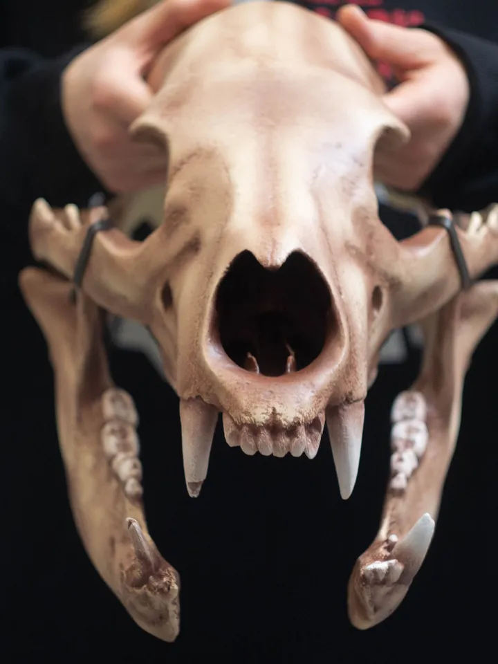 Bear Skull Helmet, Cosplay Bear head Mask, Animal Skull mask, realistic bear mask, tribal headpiece, Headpiece skull, DIY