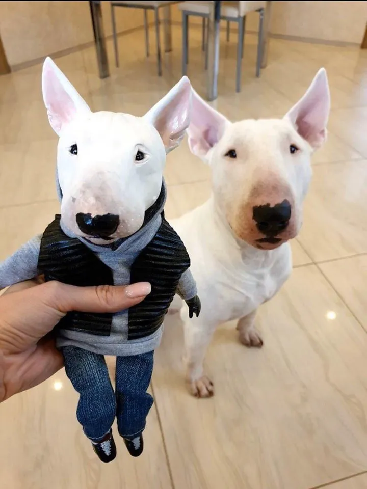 Customized Pet Doll Dog Cat & etc. (any pets)