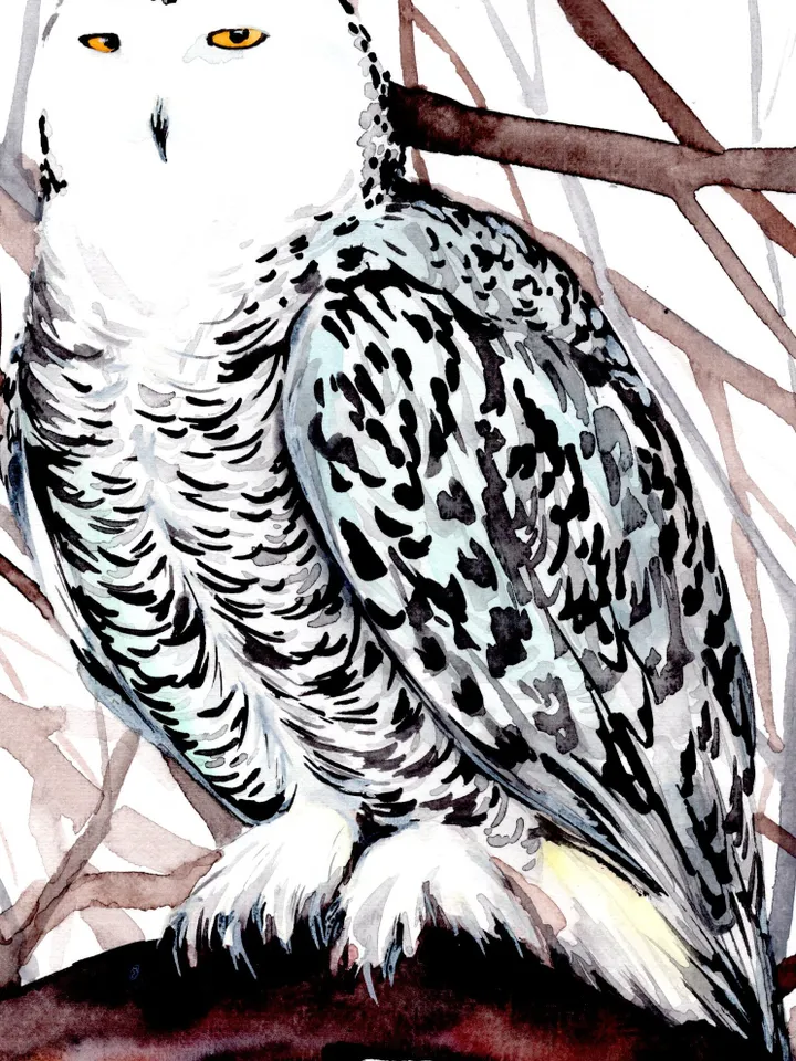 White Owl Original watercolor, bird painting, wall decor, birds lover gift, 8x11 in handmade art by Anne Gorywine