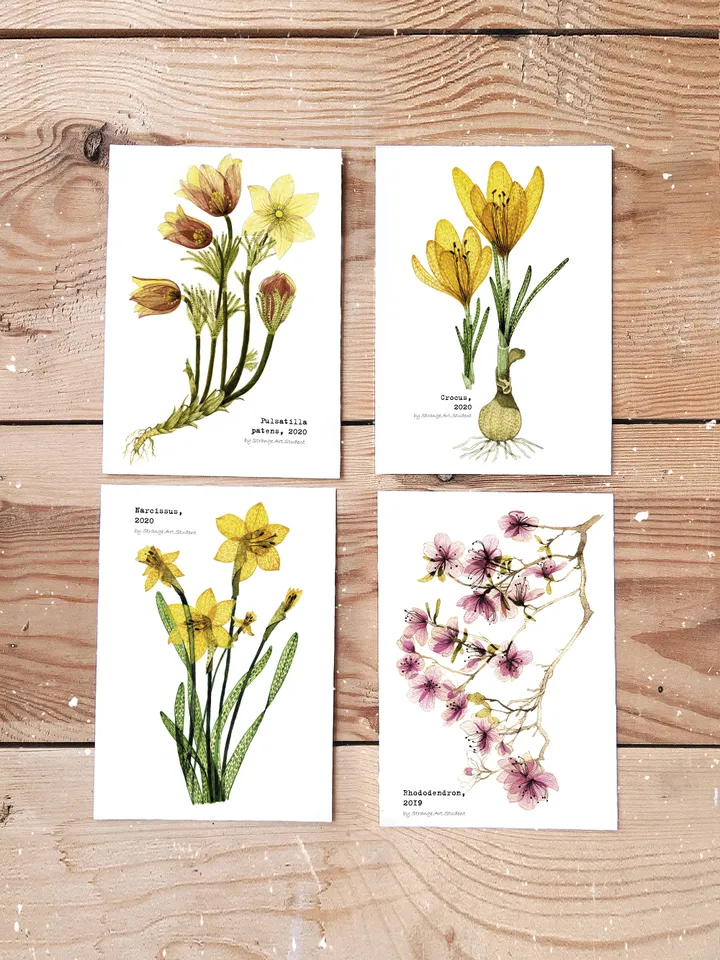 Set of 4 botanical postcards TRANSPARENT FLOWERS