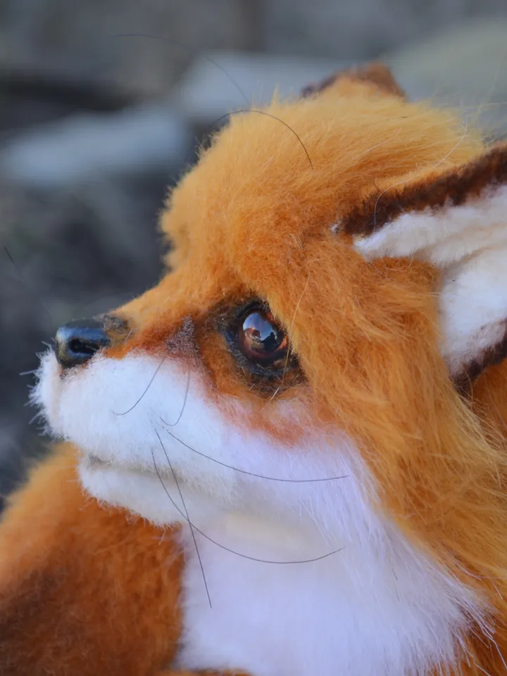Little fox.