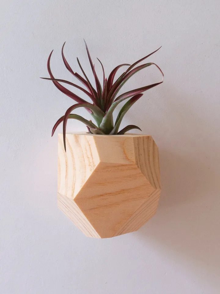 Set of 4 Hemlock Geometric Air Plant Holder