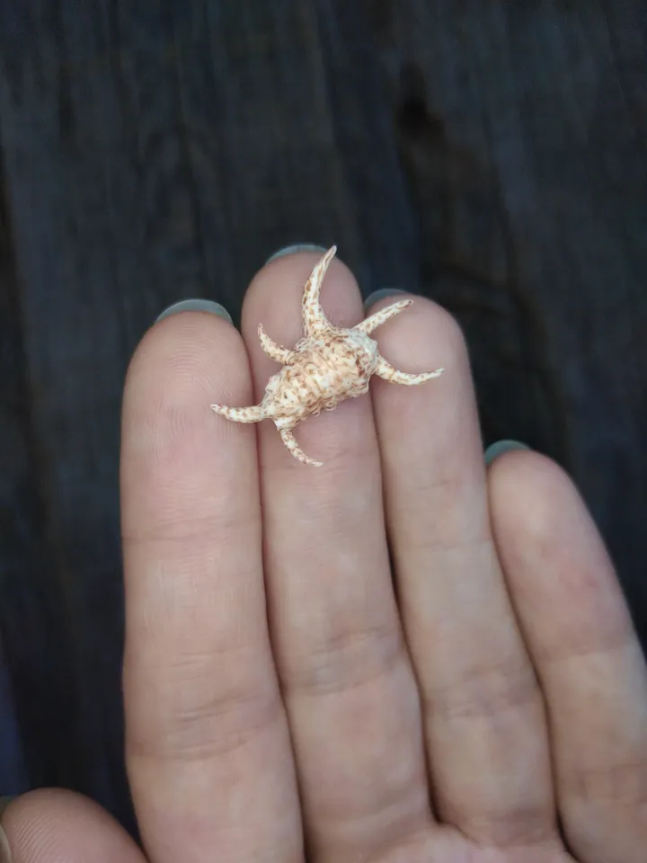 Set of miniature clay seashells, tiny animal for diorama, dollhouse or resin art