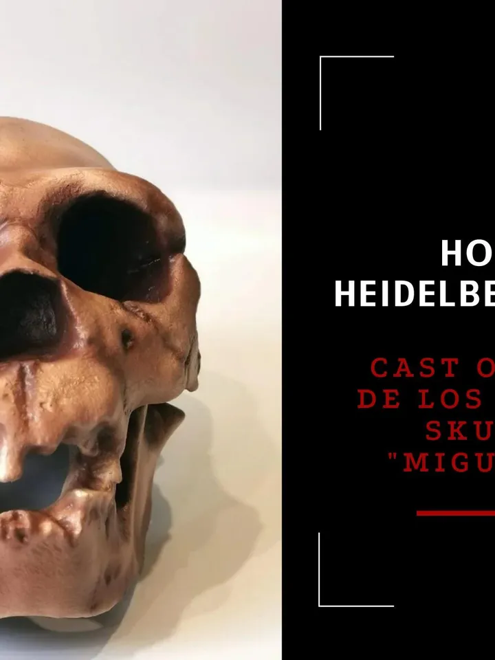 Homo Heidelbergensis Skull Replica, Prehistoric Fossil Collection, Realistic Hominid Skull, Museum Quality