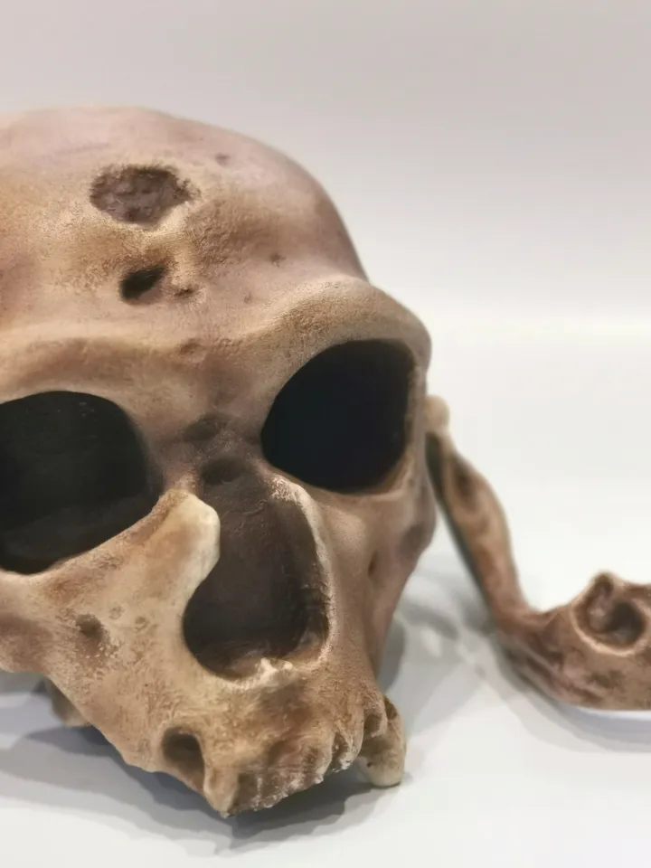 Homo Neanderthal Skull La Chapelle-aux-Saints Replica, The Old Man of La Chapelle, Prehistoric Fossil Collection, Realistic Hominid Skull