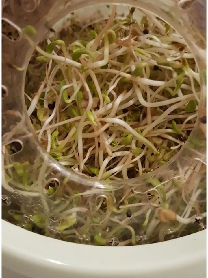 Automatic seed germinator Vitaseed Rota Garden Suba Seeds Vitaseed germinator