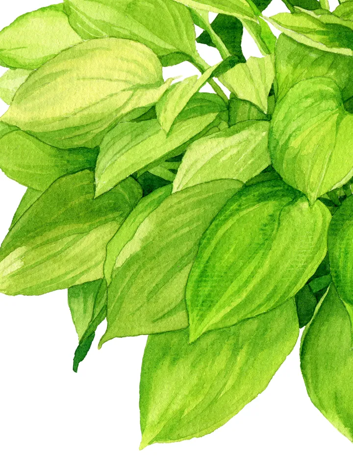 Watercolor clip art with green leaves hosta 2, Digital watercolor file PNG and JPEG for design and print Illustration