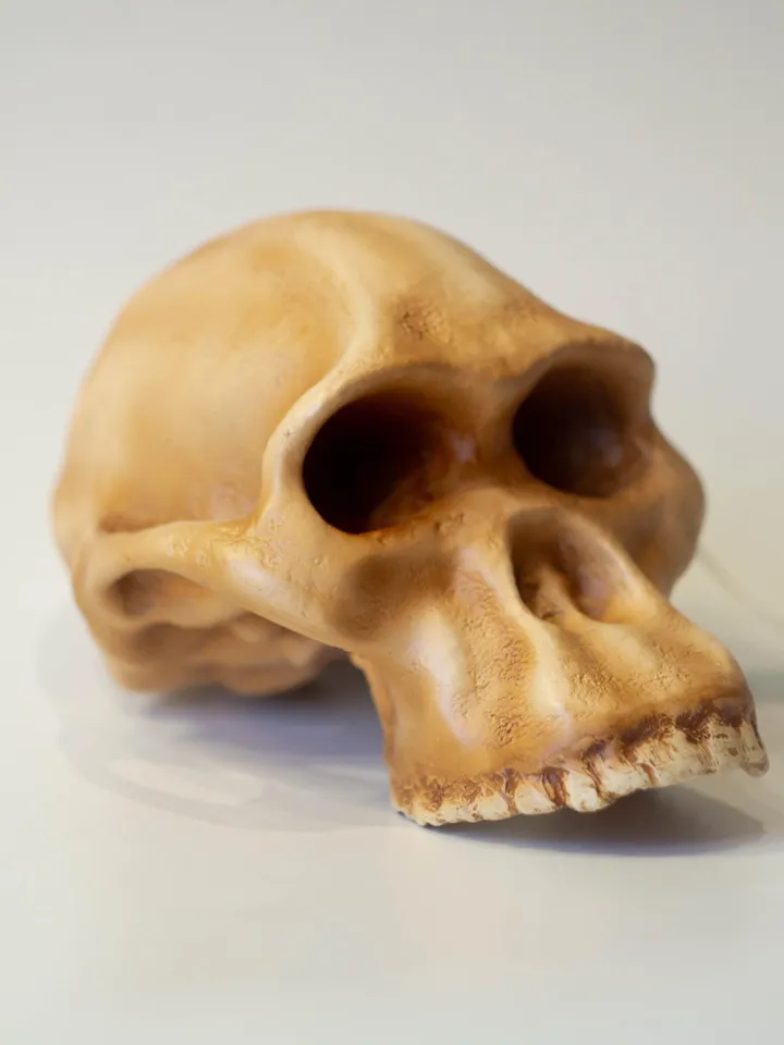 Australopithecus africanus Skull Replica, Prehistoric Fossil Collection, Realistic Hominid Skull, Museum Quality