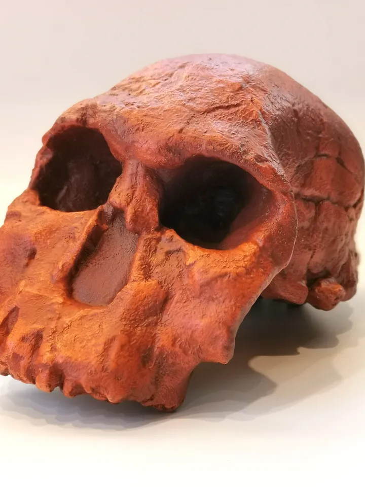 Homo Rudolfensis Skull Replica (KNM-ER), Prehistoric Fossil Collection, Realistic Hominid Skull