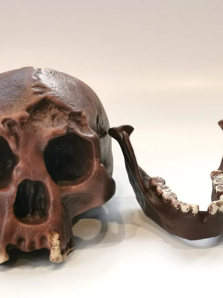 Homo Floresiensis Skull Replica (Hobbit), Prehistoric Fossil Collection, Realistic Hominid Skull