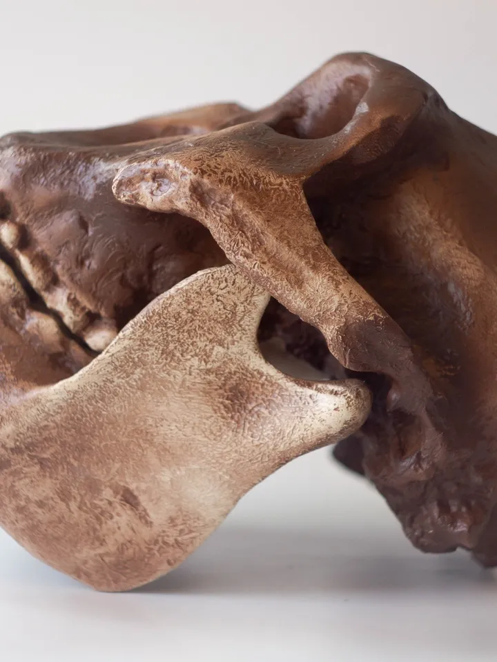 Australopithecus Boisei Skull Replica, Full-size 3d printed Hominid Skull, Museum Quality Anthropology Model, Real Fossil Scan