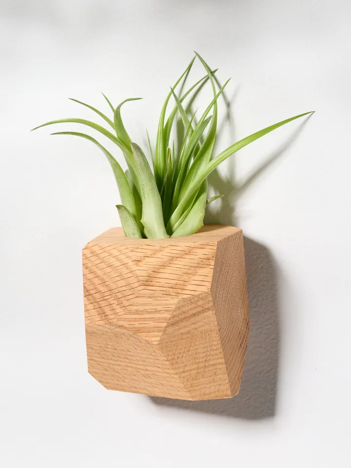 Red Oak Geometric Air Plant Holder