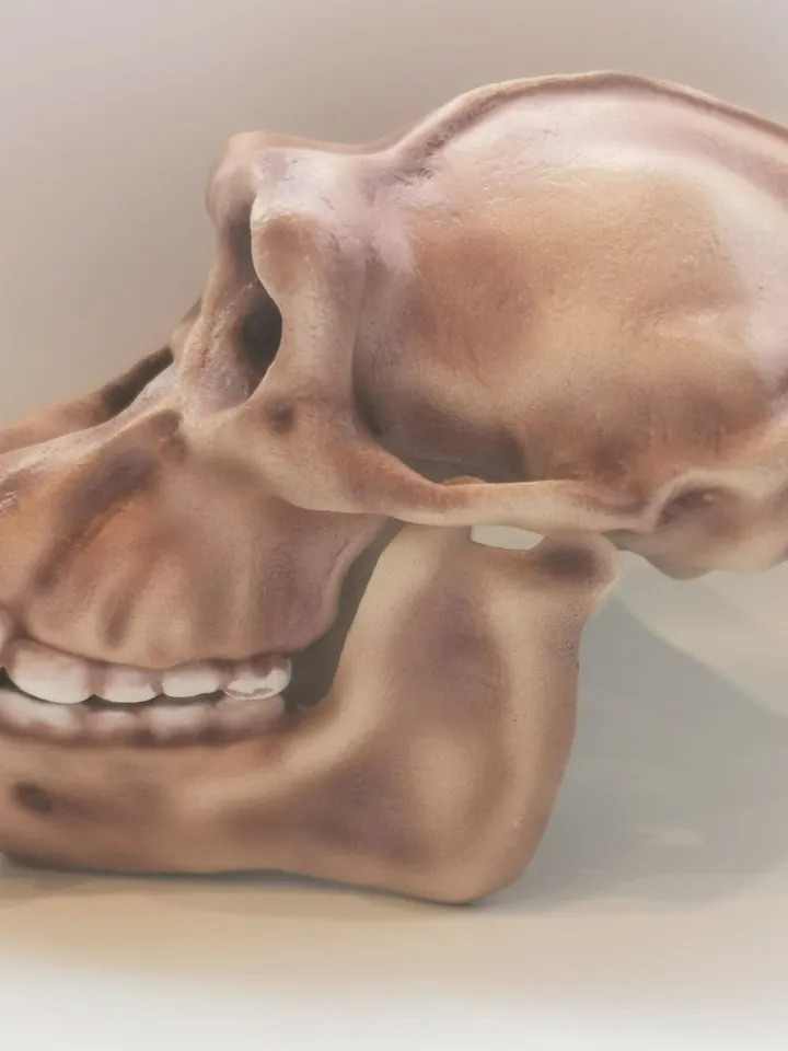 Chimpanzee Skull, Monkey Skull, Skull Replica, Museum Quality Anthropology Primate Model