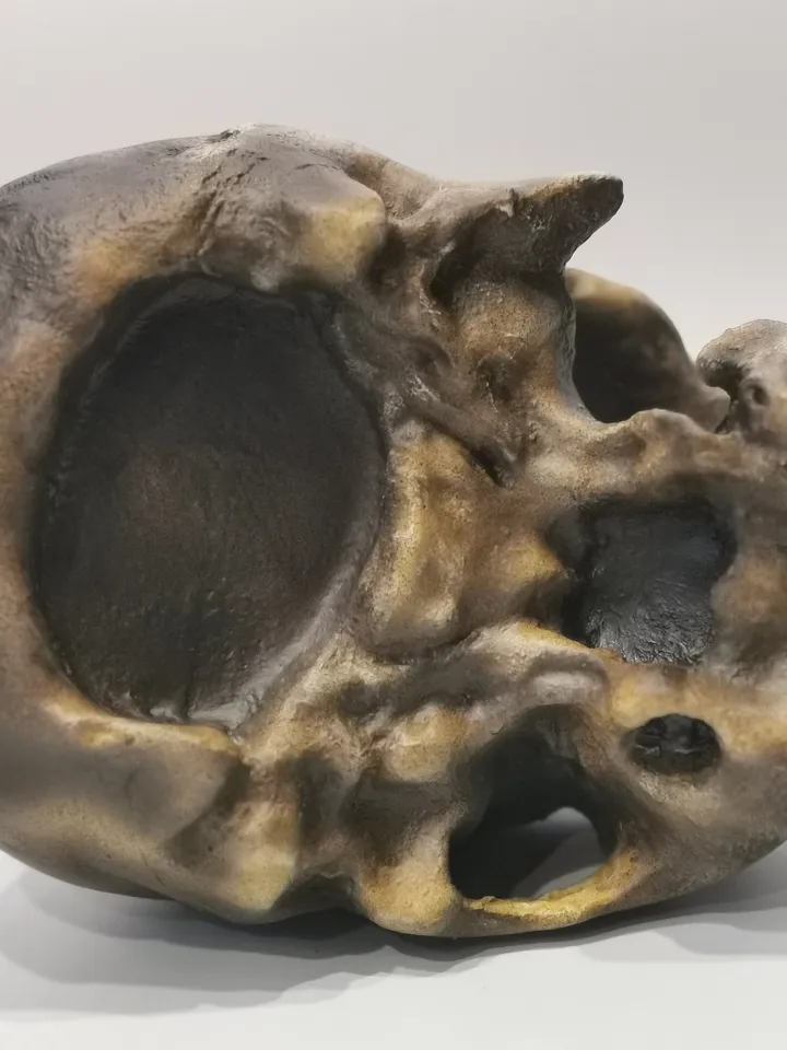 Homo Neanderthal from Monte Circeo 1 Skull Replica, Prehistoric Fossil Collection, Realistic Hominid Skull, Museum Quality