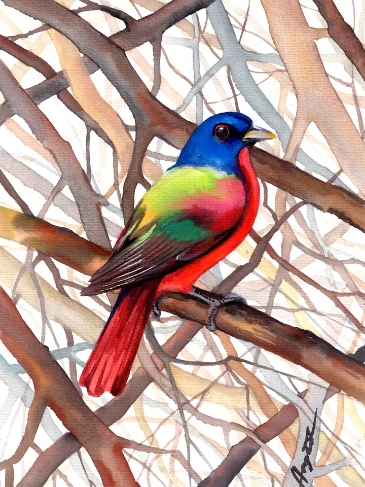 Colorful bird original watercolor illustration, birds painting, wall decor, 7x10 in art for bird lovers by Anne Gorywine