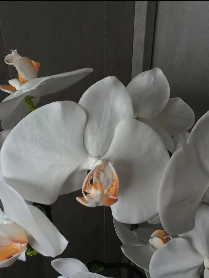 artificial orchid for living room, phalaenopsis, decorative orchid, table orchid, orchid flowers for room