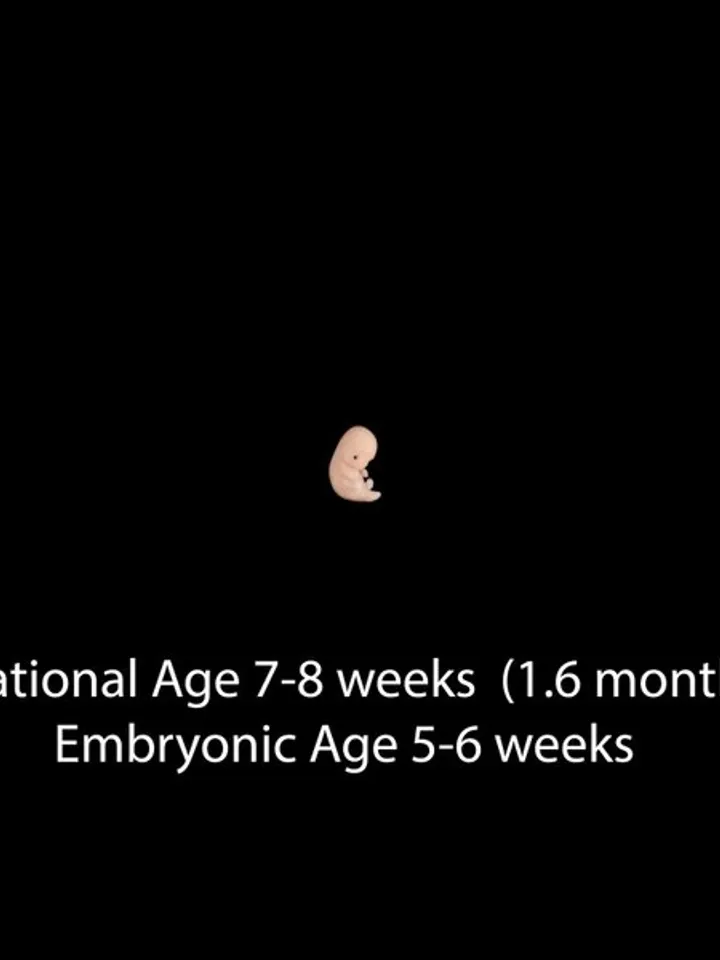 Set of 4 pcs, 1st trimester of pregnancy, figurines of intrauterine embryos,