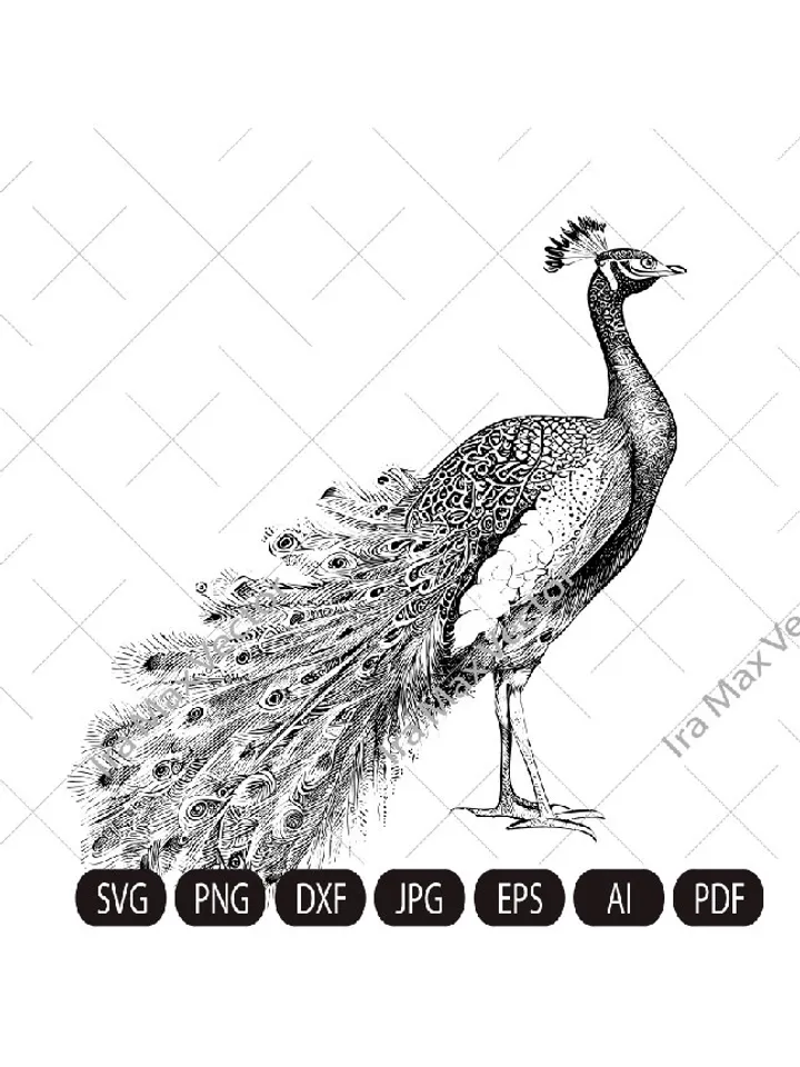 Peacock Svg, Peacock detailed, Peacock clipart, Peacock png, Peacock sketch, Cute Peacock, Bird