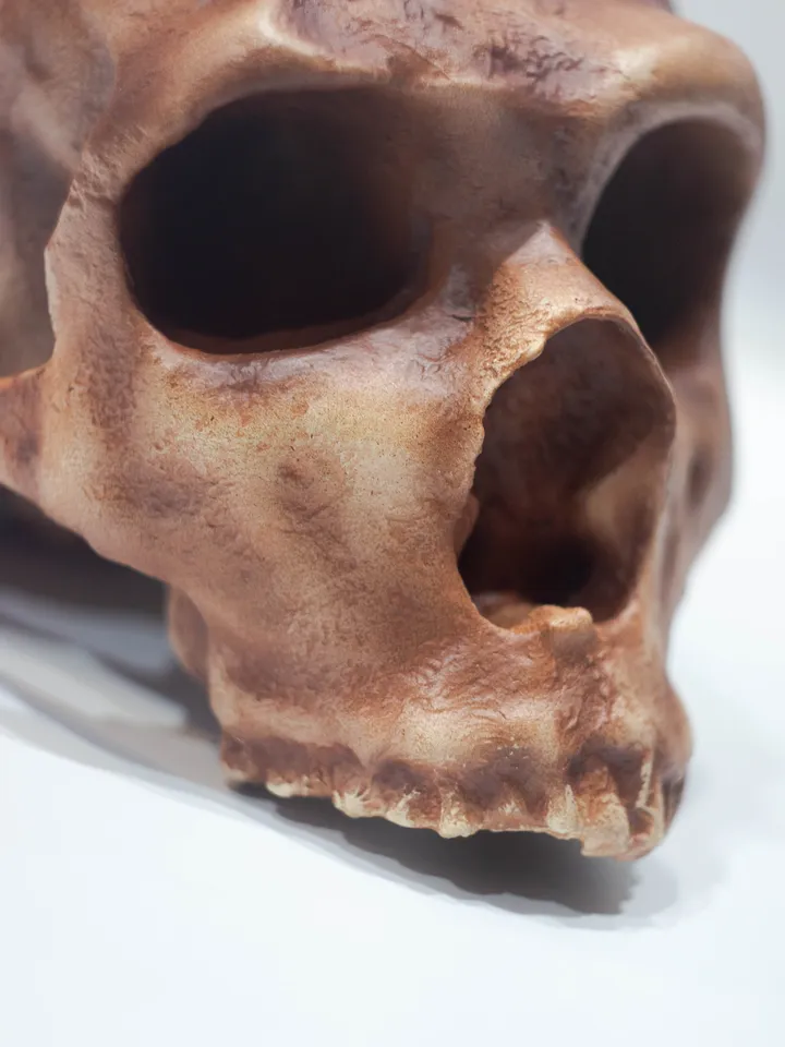 Homo Neanderthal La Ferrasie 1 Skull Replica, Prehistoric Fossil Collection, Realistic Hominid Skull, Museum Quality