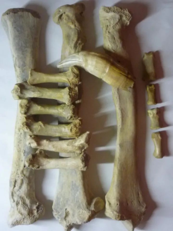 Cave bear bone runes