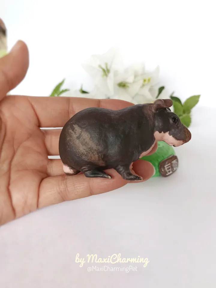 Custom Hairless skinny Guinea pig