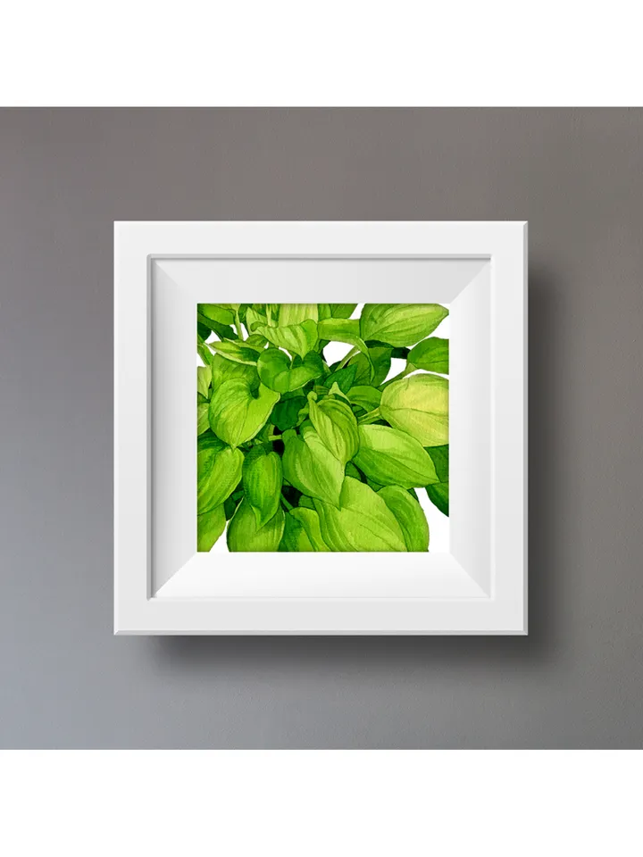 Watercolor clip art with green leaves hosta 2, Digital watercolor file PNG and JPEG for design and print Illustration