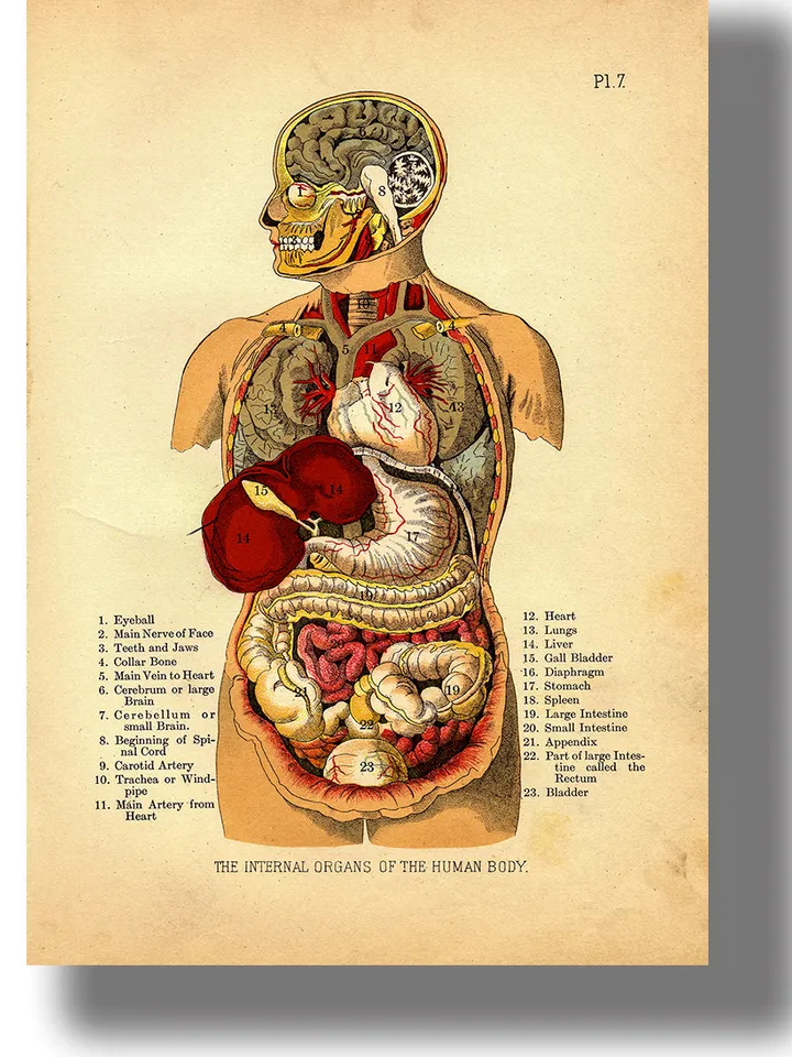 Internal organs of the human body.