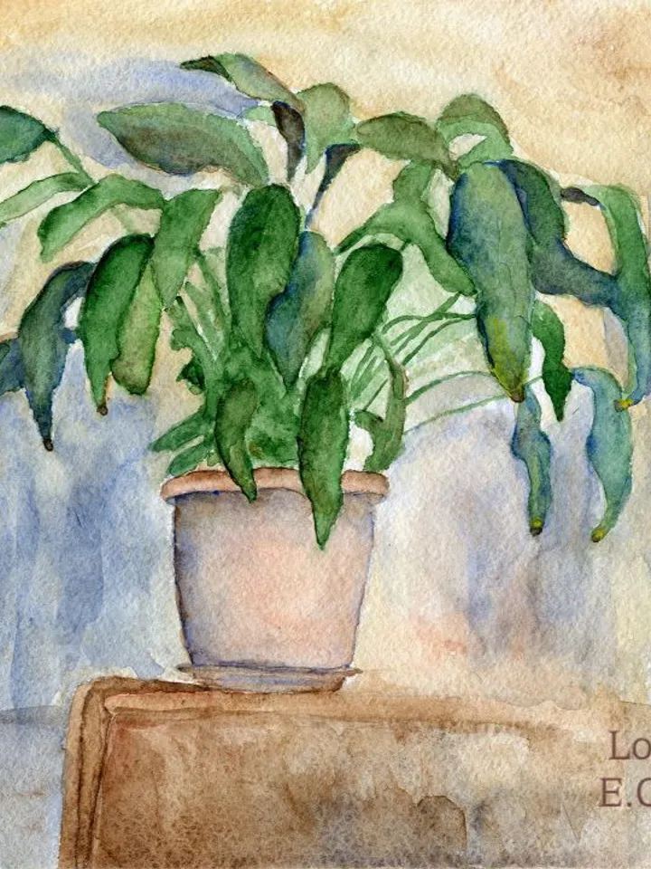 Spathiphyllum house plant