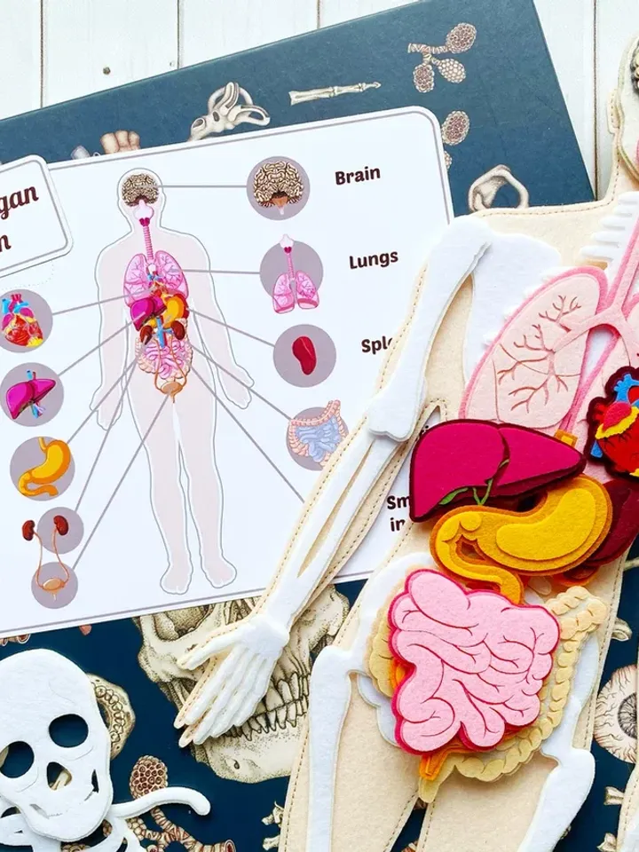 Anatomy board, FULL SET (skeleton and organs),Small Human Anatomy, Medical Human body, Montessori science play set