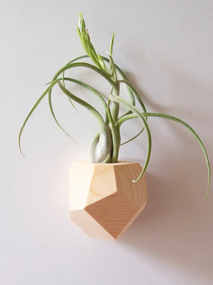 Set of 4 Hemlock Geometric Air Plant Holder