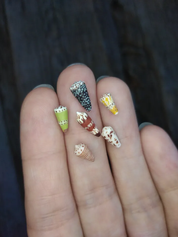 Set of miniature clay seashells, tiny animal for diorama, dollhouse or resin art