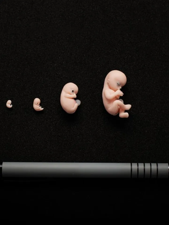 Set of 4 pcs, 1st trimester of pregnancy, figurines of intrauterine embryos,