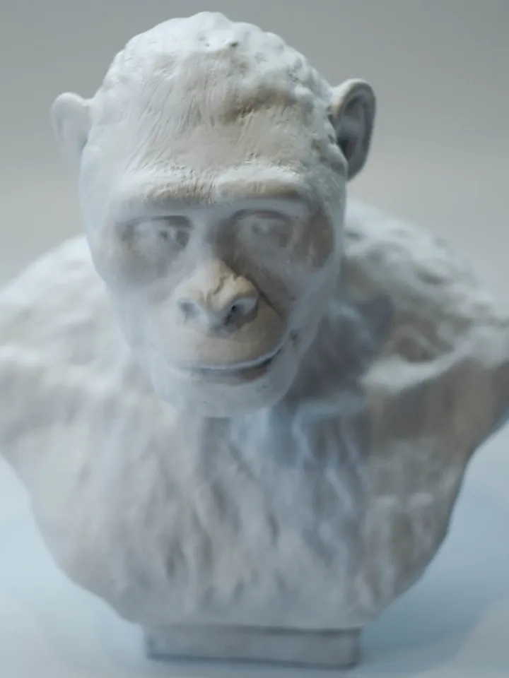 Australopithecus Africanus resin bust statue, Museum Quality Anthropology Model for Study