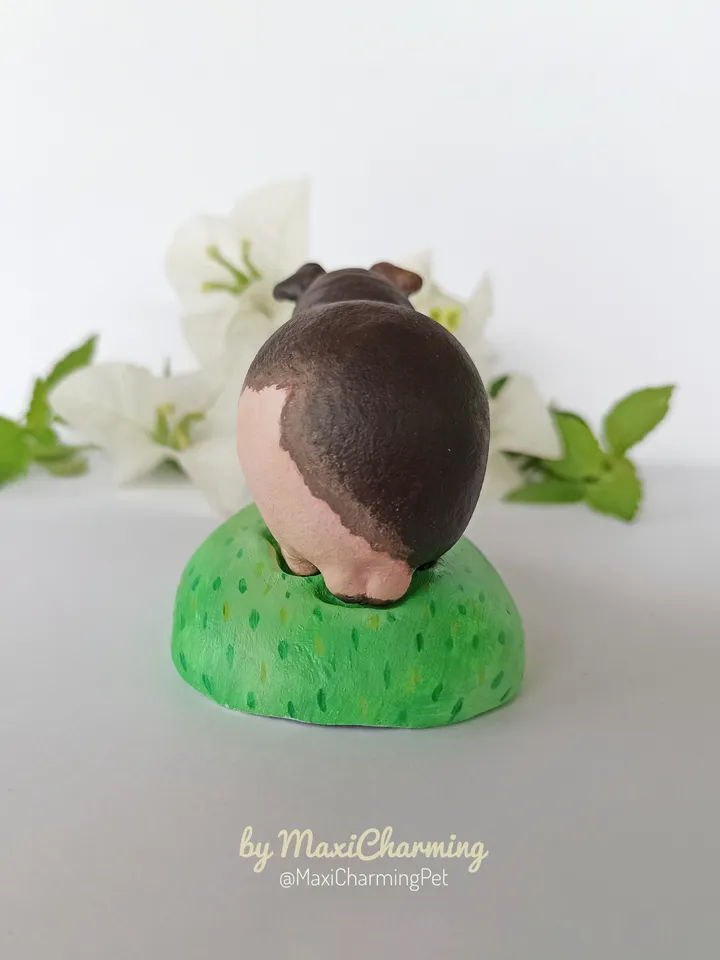 Custom Hairless skinny Guinea pig