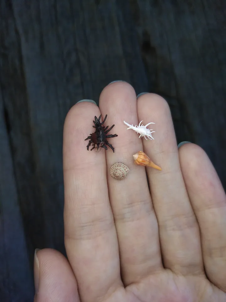 Set of miniature clay seashells, tiny animal for diorama, dollhouse or resin art