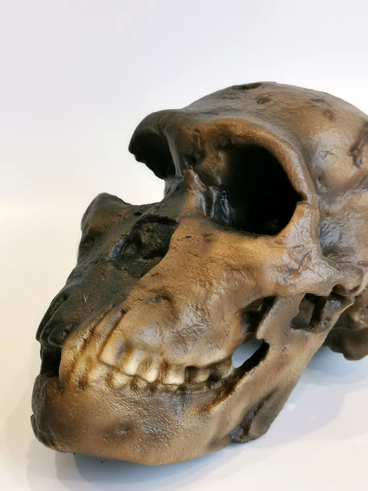 Homo Naledi NEO Skull Replica LES 1, Prehistoric Fossil Collection, Realistic Hominid Skull, Museum Quality
