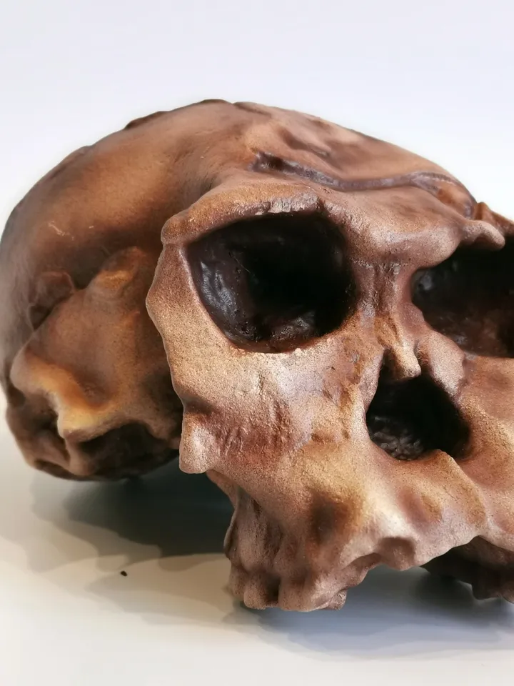 Homo Habilis OH 24 Twiggy Skull Replica, Prehistoric Fossil Collection, Realistic Hominid Skull, Museum Quality