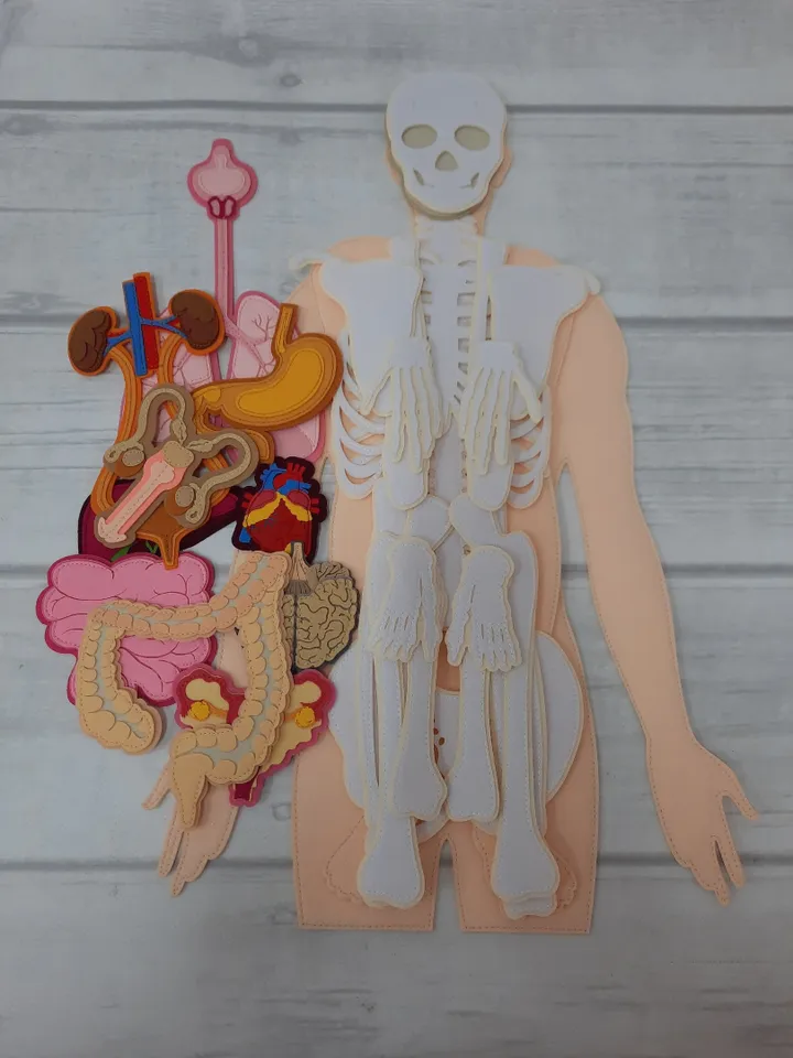 Anatomy board, FULL SET (skeleton and organs),Extra Large Human Anatomy, Medical Human body, Montessori science play set