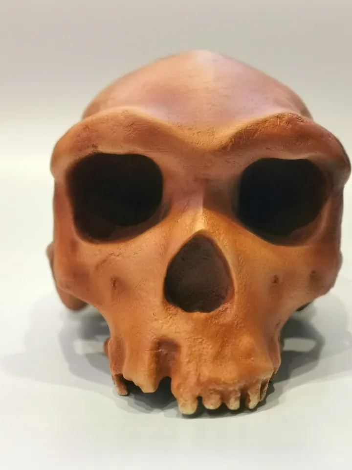 Homo Heidelbergensis Rhodesian Man Skull Replica, Prehistoric Fossil Collection, Realistic Hominid Skull, Museum Quality