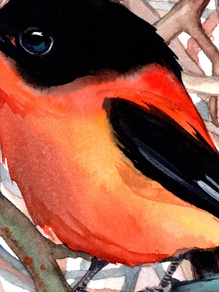 Flycatcher original watercolor, birds painting, handmade wall decor, 5x7 in art for bird lovers by Anne Gorywine