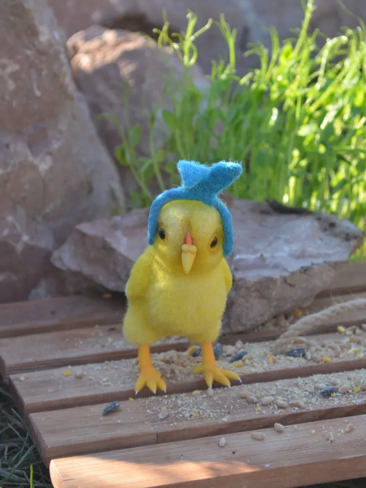 Chicken