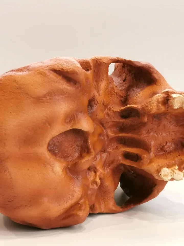 Homo Heidelbergensis Rhodesian Man Skull Replica, Prehistoric Fossil Collection, Realistic Hominid Skull, Museum Quality