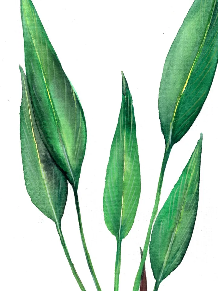 Botany illustration of green leaves Original watercolor, plant painting, room wall decor, plants lover gift, 8x11 in handmade art by Anne Gorywine