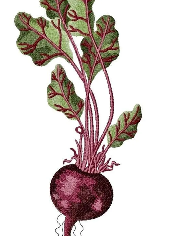 Machine embroidery design – Beetroot, in artistic satin stitch technique