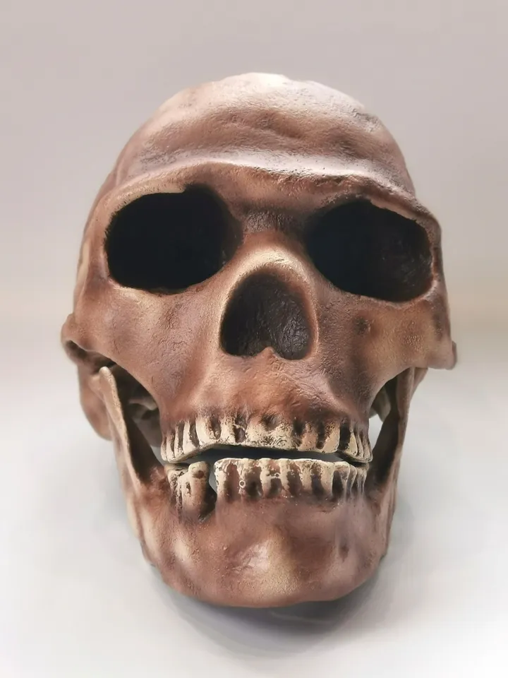 Homo Sapiens Skull Replica Skhul 5, Prehistoric Fossil Collection, Realistic Hominid Skull, Museum Quality