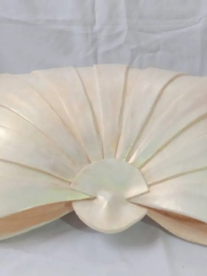 Baby shell for newborn photo shoots-Newborn photo props-giant shell newborn photography-baby newborn props-Prop newborn.