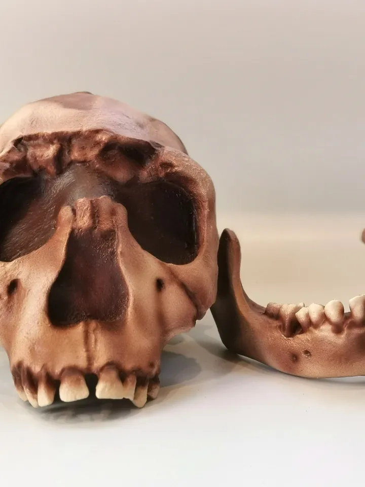 Homo Ergaster Skull Replica Turkana Boy, Prehistoric Fossil Collection, Realistic Hominid Skull, Museum Quality