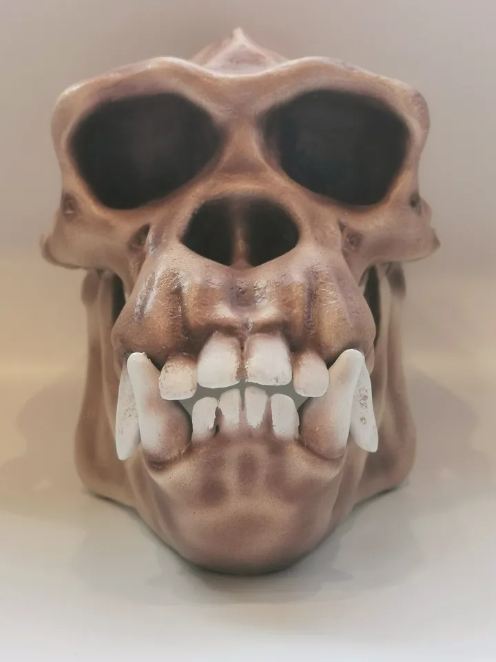 Chimpanzee Skull, Monkey Skull, Skull Replica, Museum Quality Anthropology Primate Model