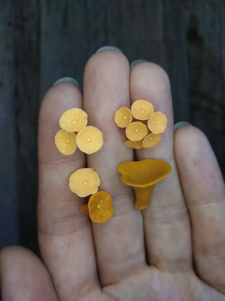 Set of miniature corals shades of orange, tiny corals for diorama, dollhouse or resin art