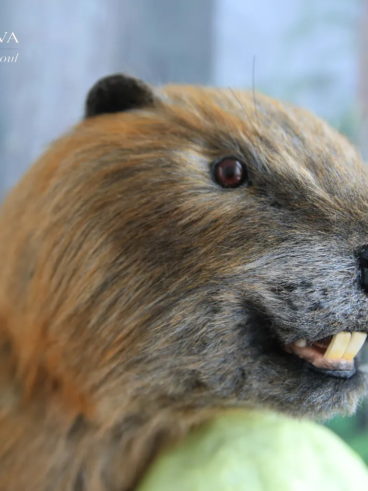 Beaver Boris realistic plush toy